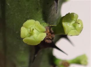  Lateral bisexual cyathia, central male cyathium withered